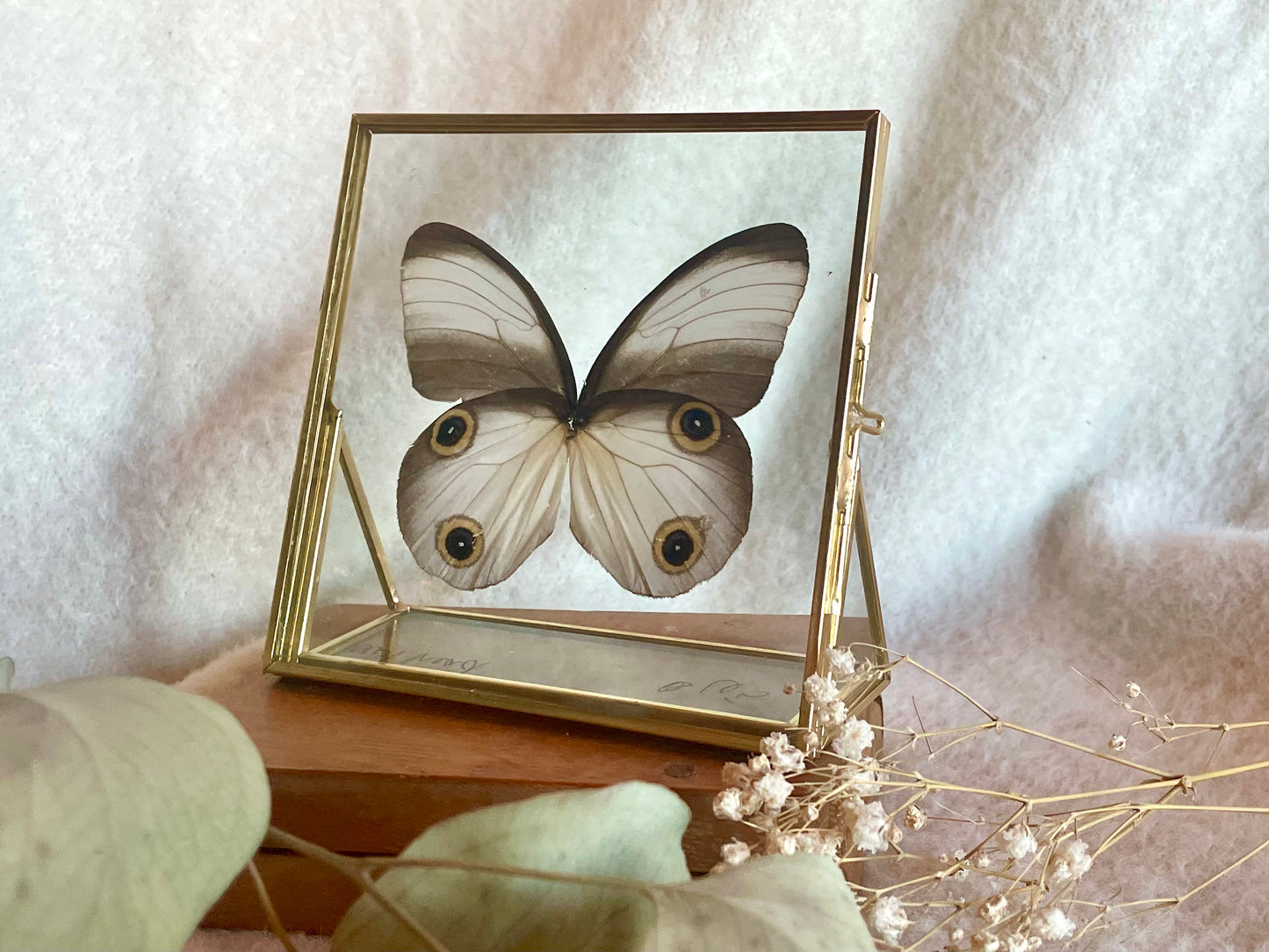 Owl Eye Butterfly
