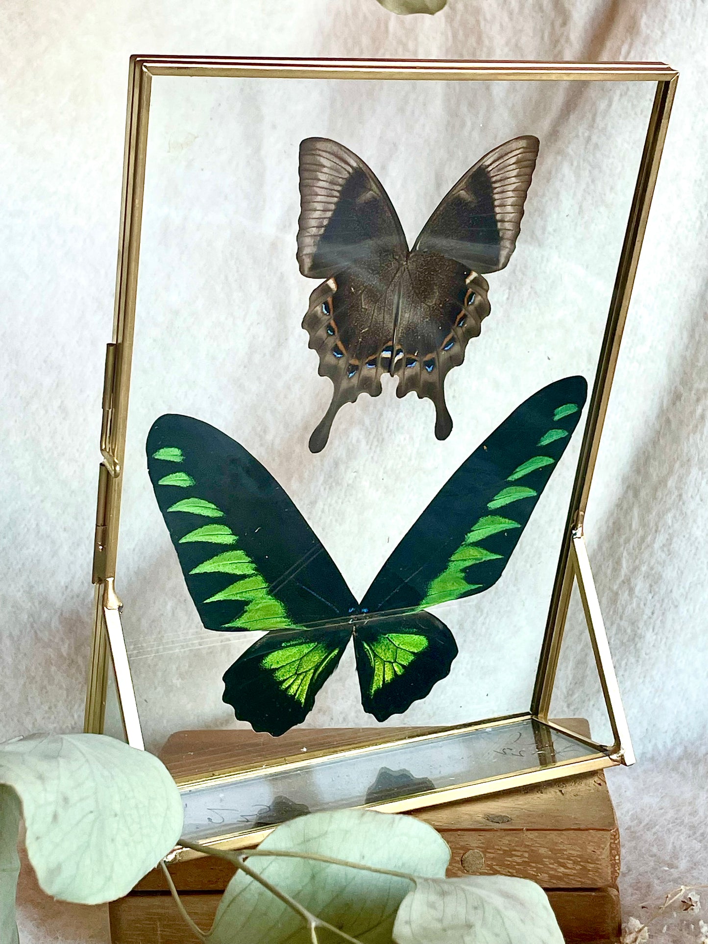 Raja Birdwing and Pericles butterfly duo