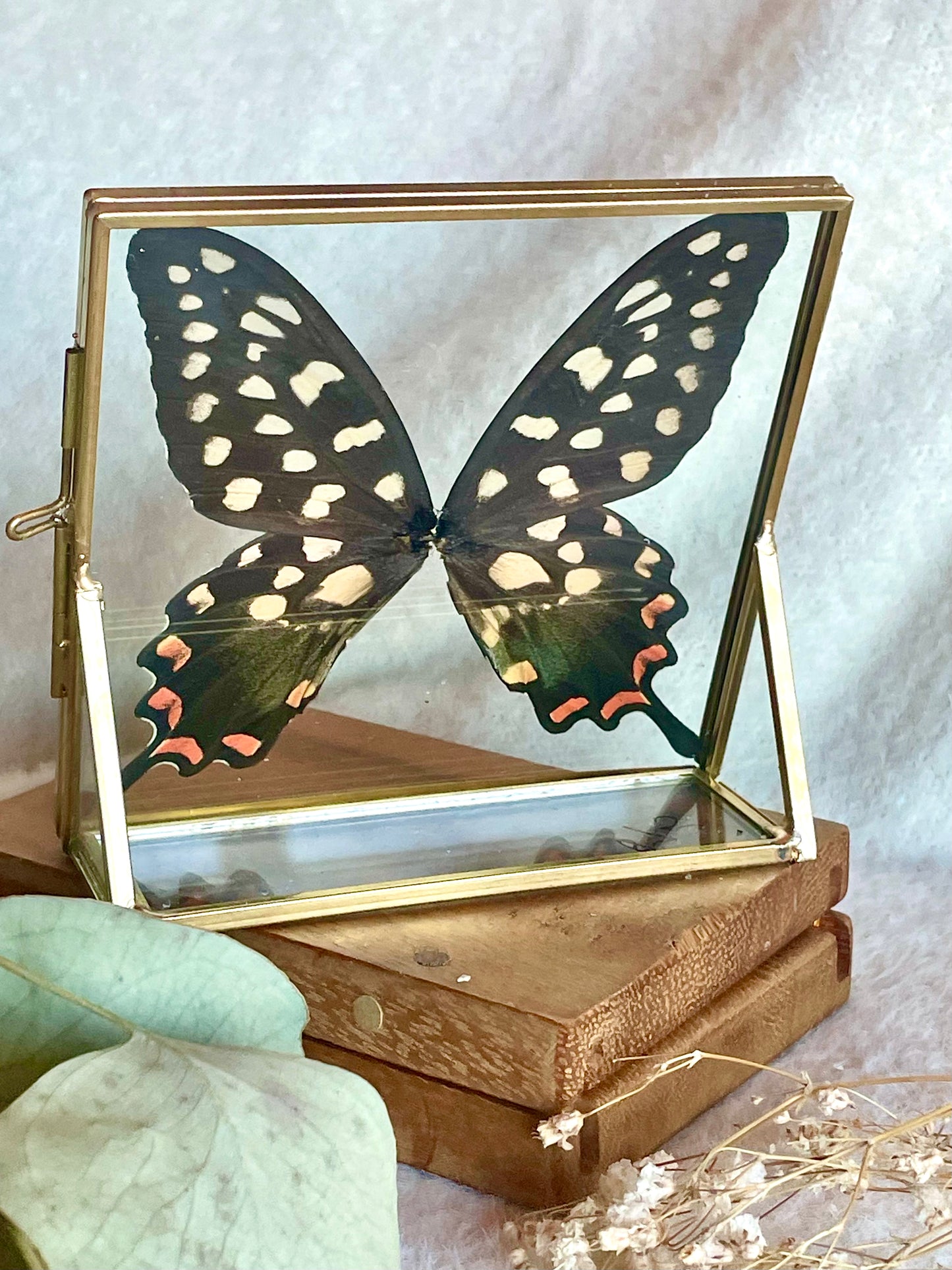 Spotted Swallowtail Framed Butterfly