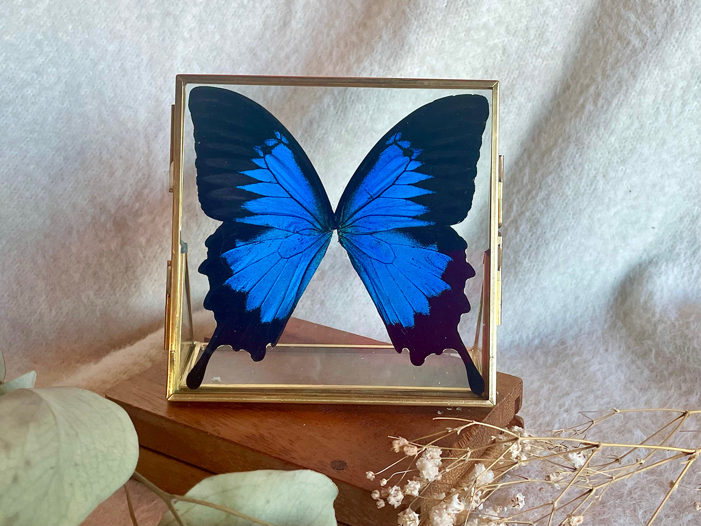 Ulysses Framed Butterfly
