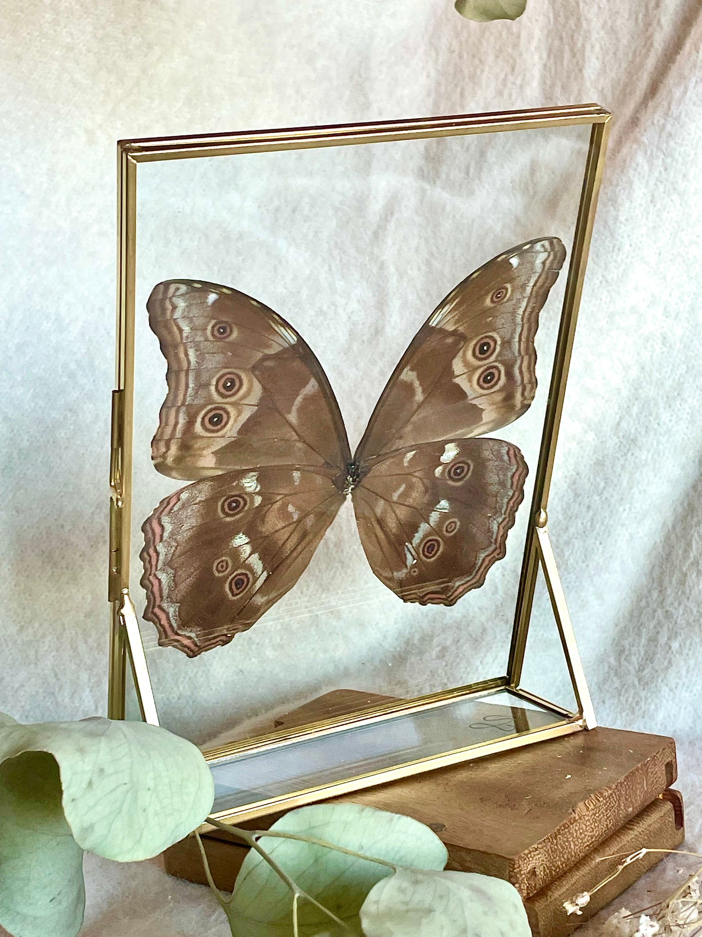 Morpho Framed Butterfly