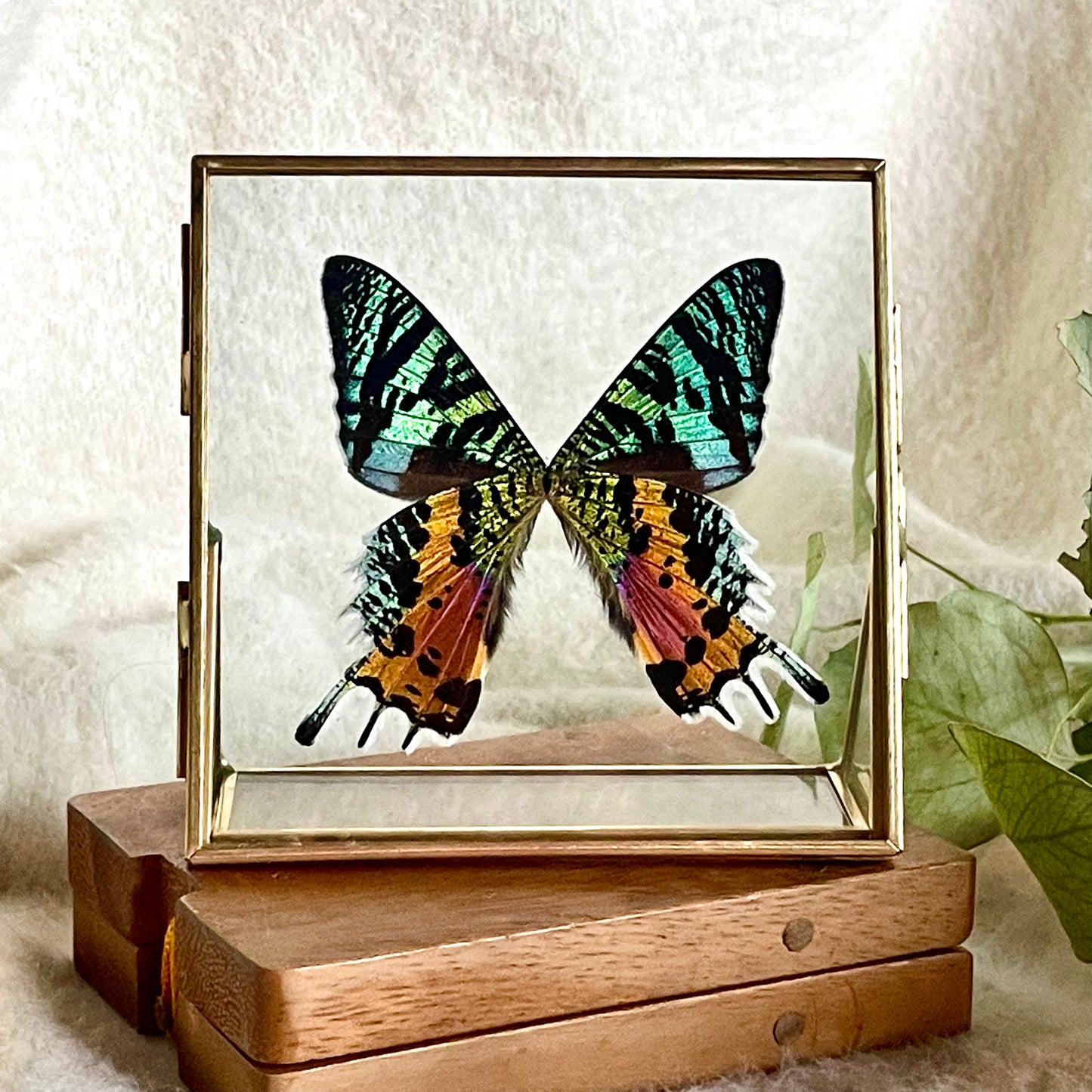 U. ripheus square frame