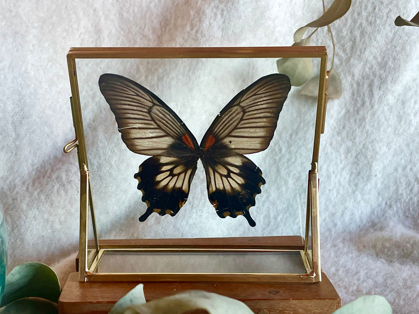 Butterfly framed