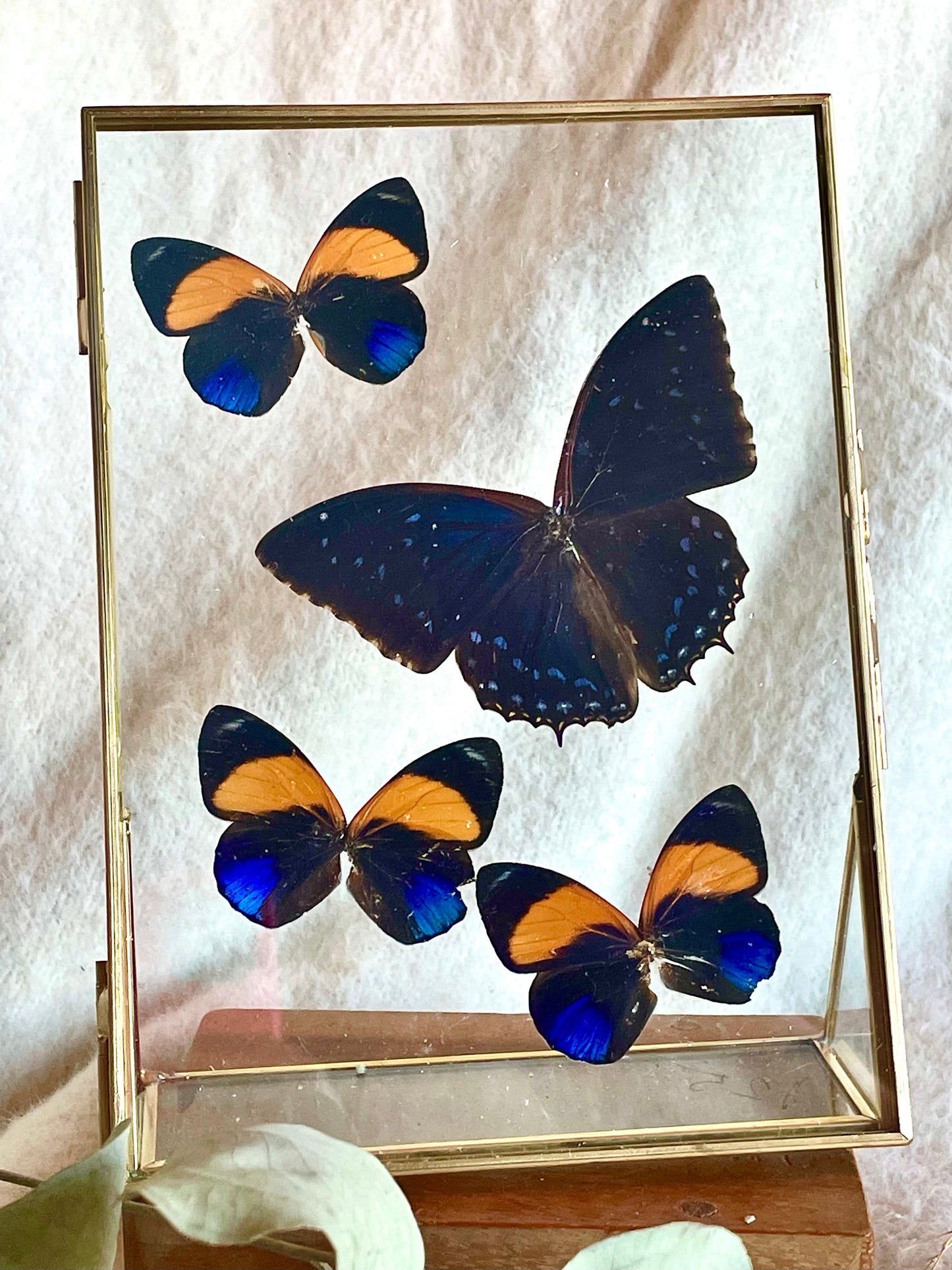 Take Flight Framed Butterflies