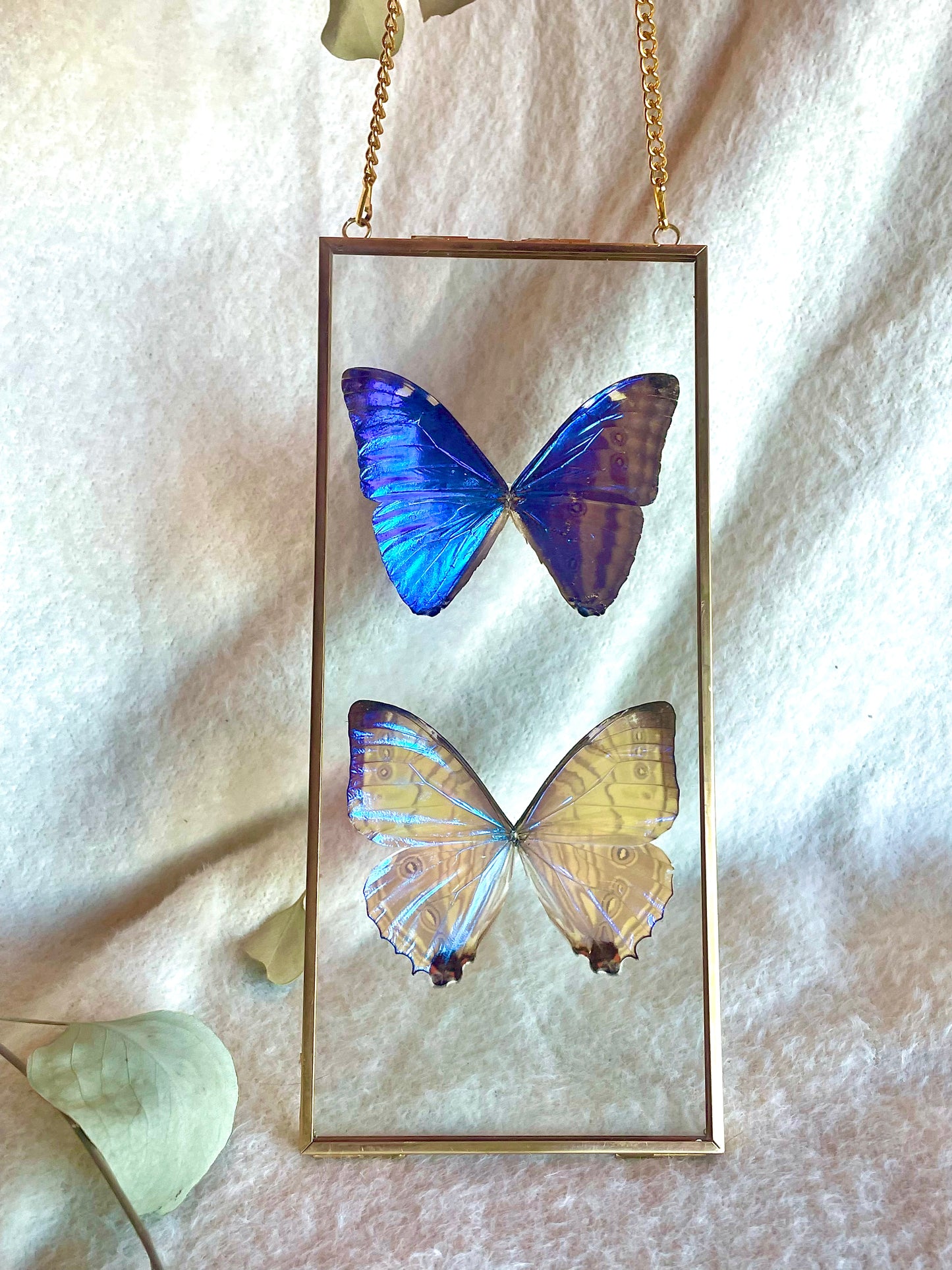Framed Morpho duet