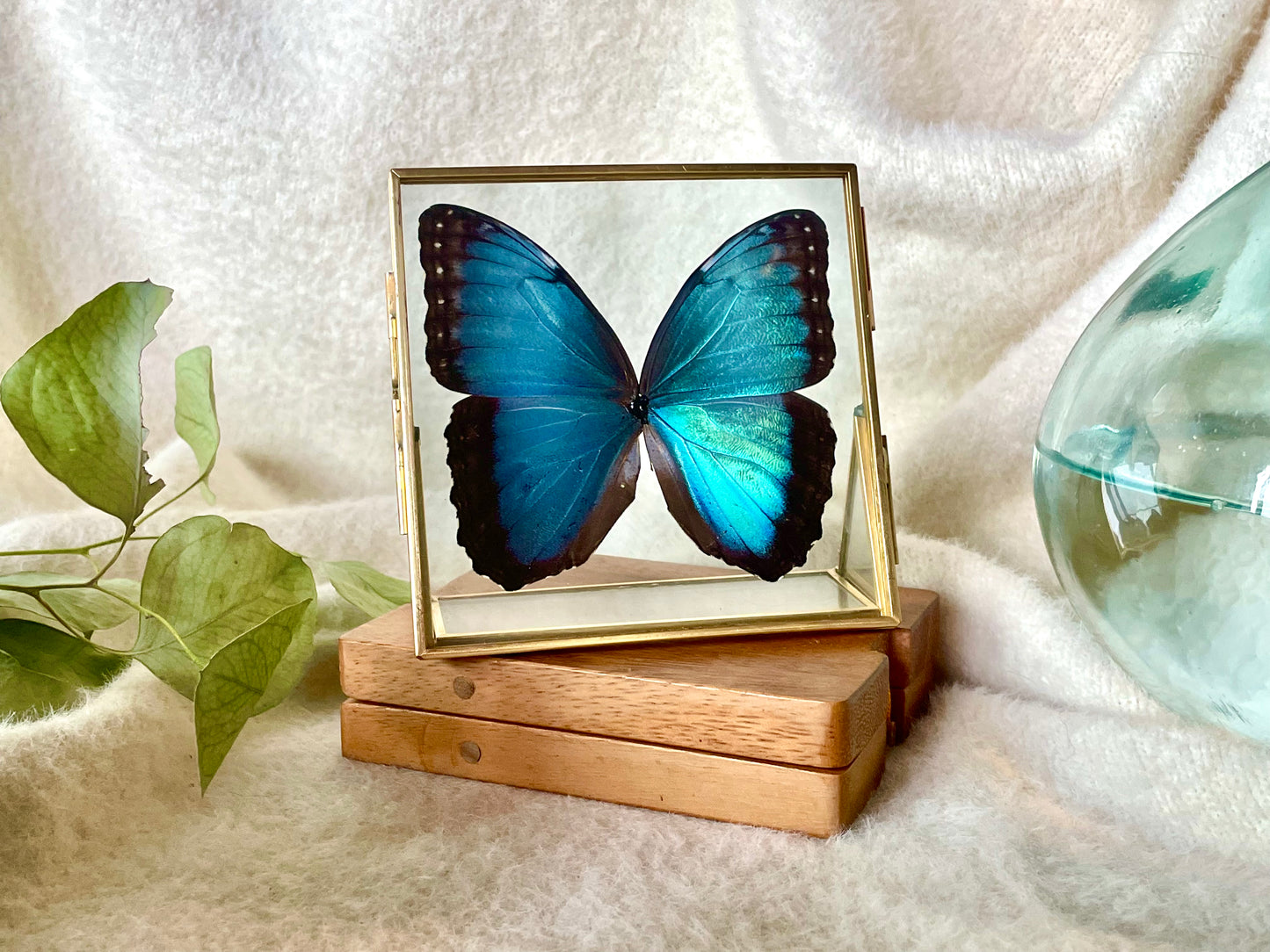Framed Morpho